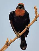 Chestnut-capped Blackbird