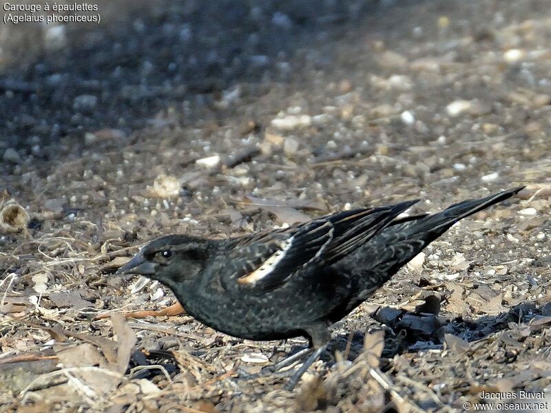 Red-winged Blackbird male immature, close-up portrait, aspect, pigmentation, walking