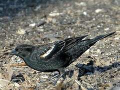 Red-winged Blackbird