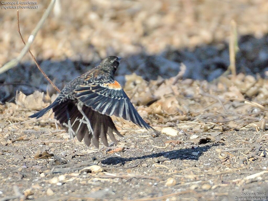 Red-winged Blackbirdimmature, aspect, pigmentation, Flight