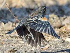 Red-winged Blackbird