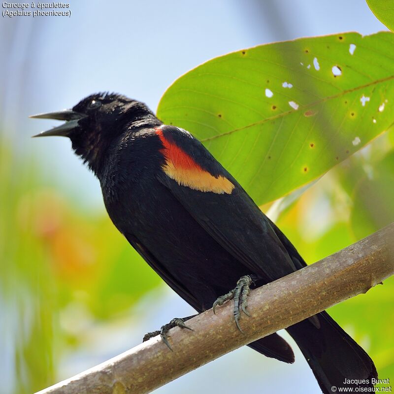 Red-winged Blackbird male adult breeding, identification, aspect, song