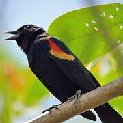 Red-winged Blackbird