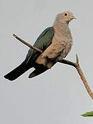 Green Imperial Pigeon