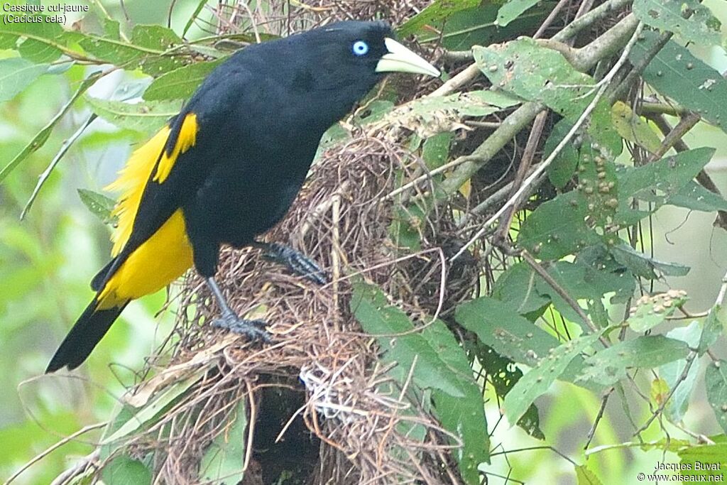 Yellow-rumped Caciqueadult