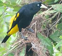 Yellow-rumped Cacique