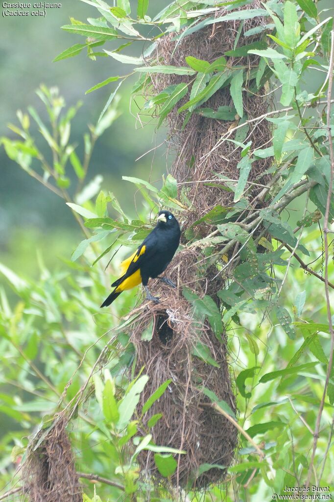 Yellow-rumped Cacique