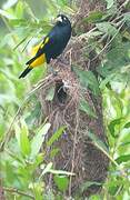 Yellow-rumped Cacique