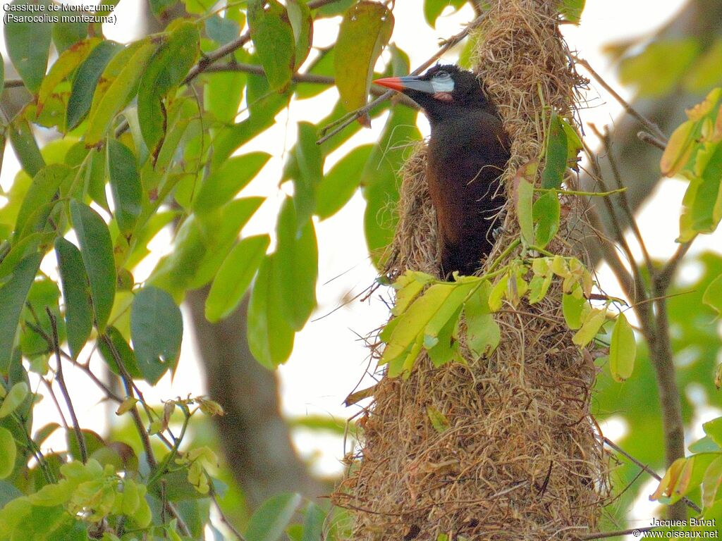 Cassique de Montezuma