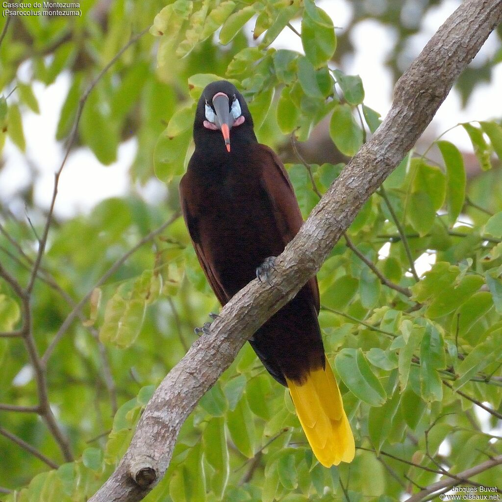 Montezuma Oropendolaadult breeding, close-up portrait, aspect, pigmentation