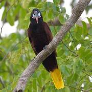 Montezuma Oropendola