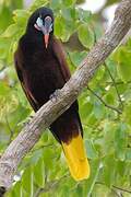 Montezuma Oropendola