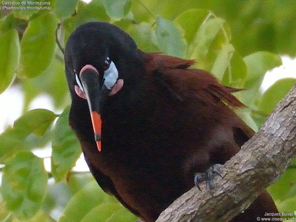 Montezuma Oropendolaadult