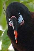 Montezuma Oropendola