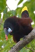 Montezuma Oropendola