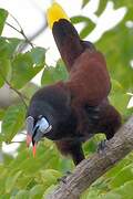 Montezuma Oropendola