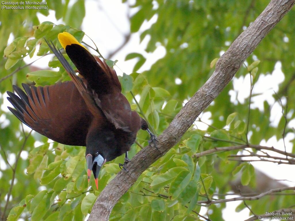 Montezuma Oropendolaadult