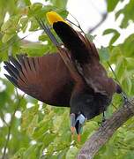 Montezuma Oropendola