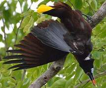 Montezuma Oropendola