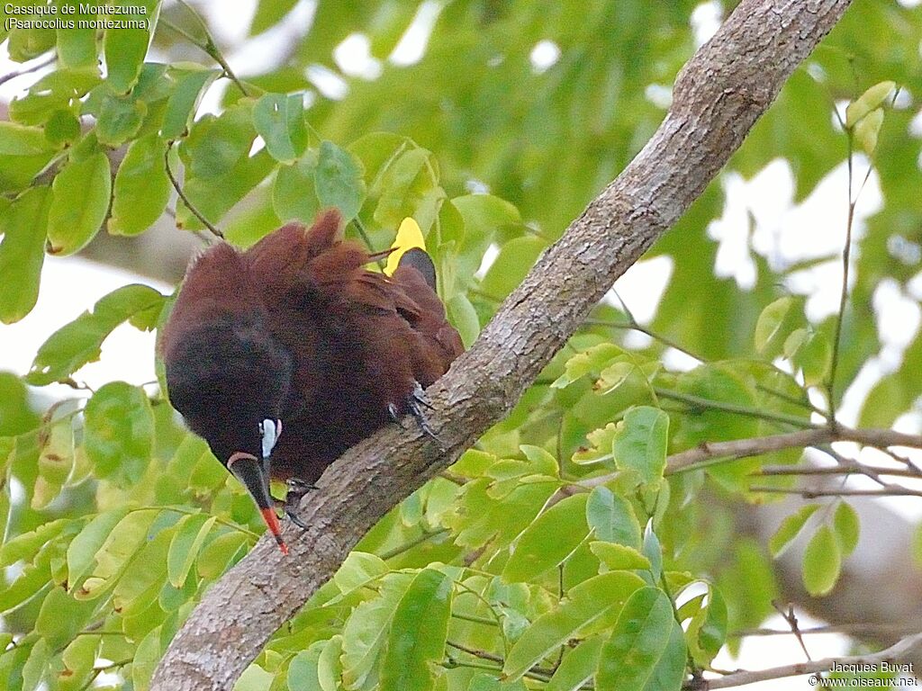 Montezuma Oropendola