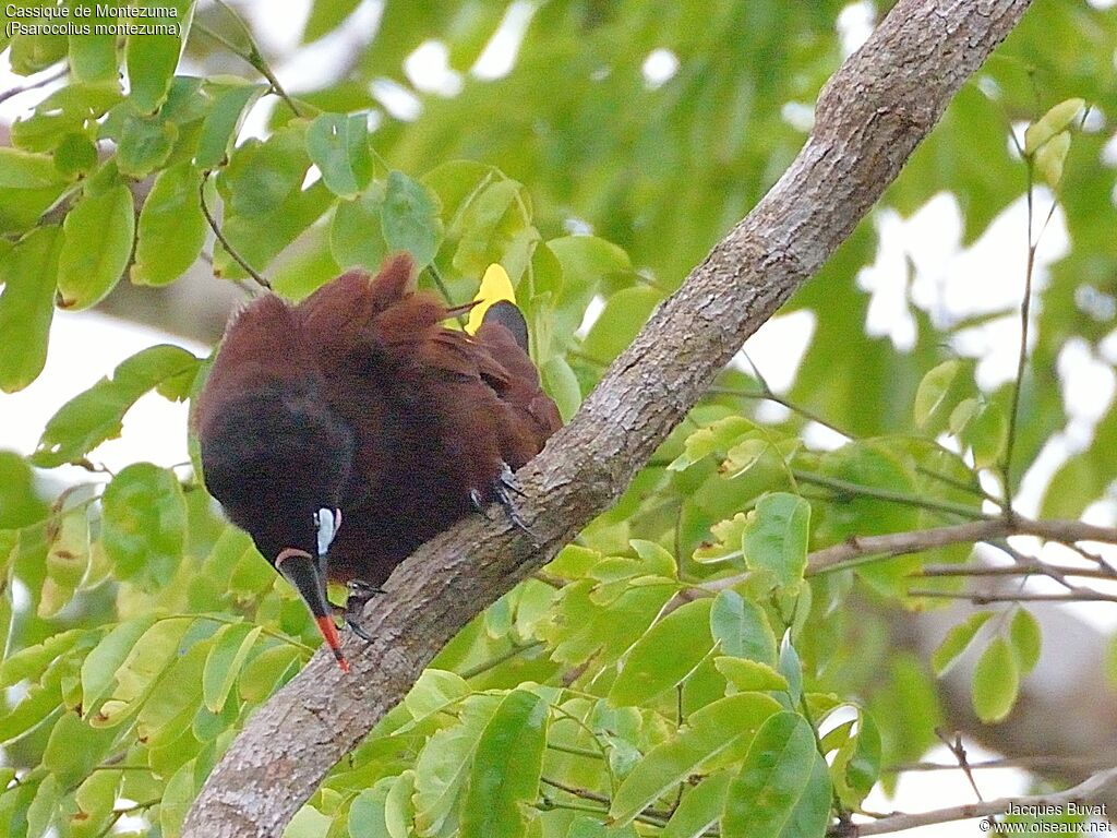 Cassique de Montezuma