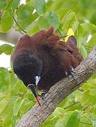 Montezuma Oropendola