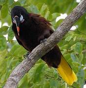 Montezuma Oropendola