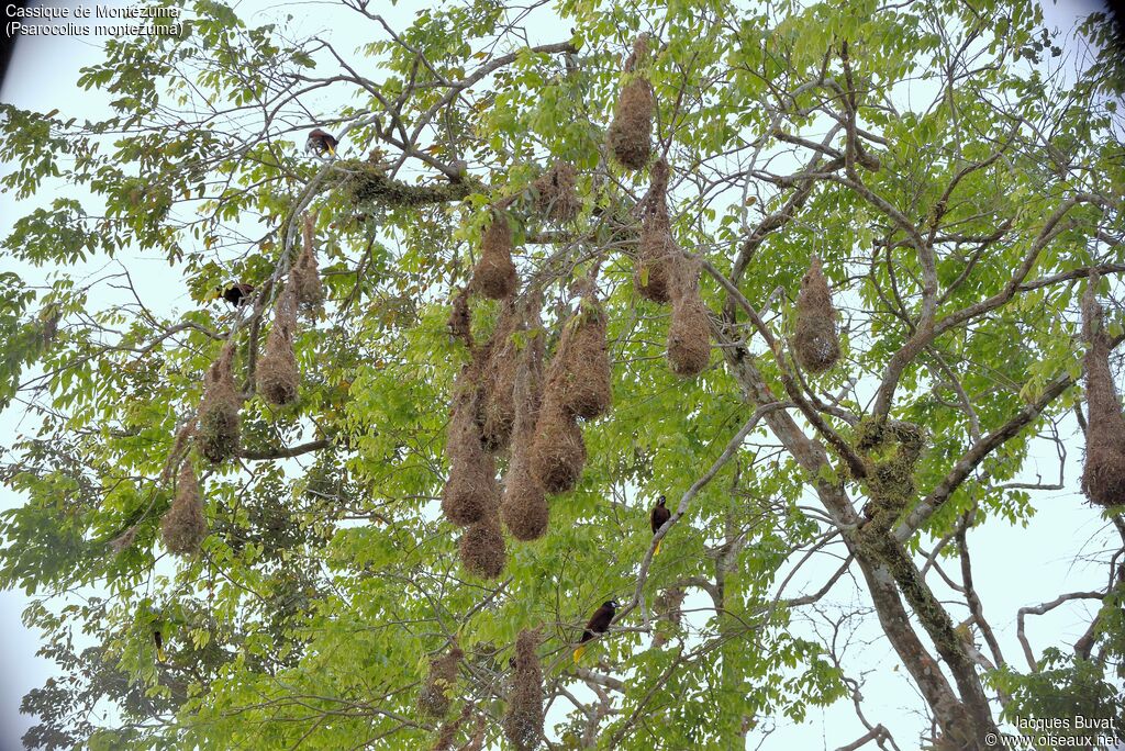 Montezuma Oropendolaadult