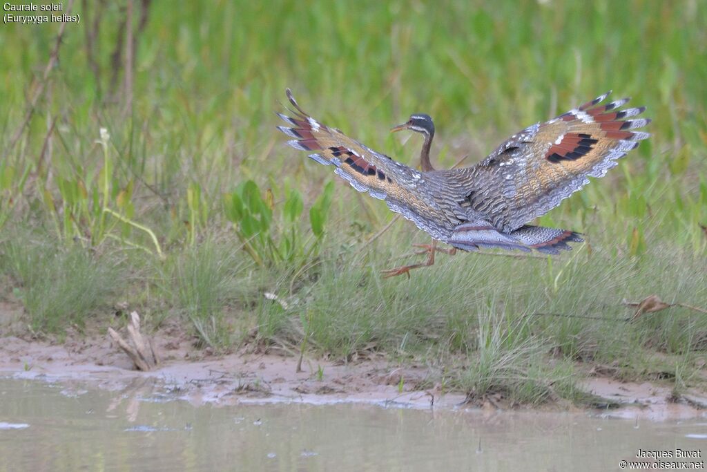 Sunbittern