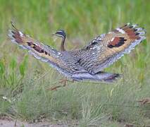 Sunbittern