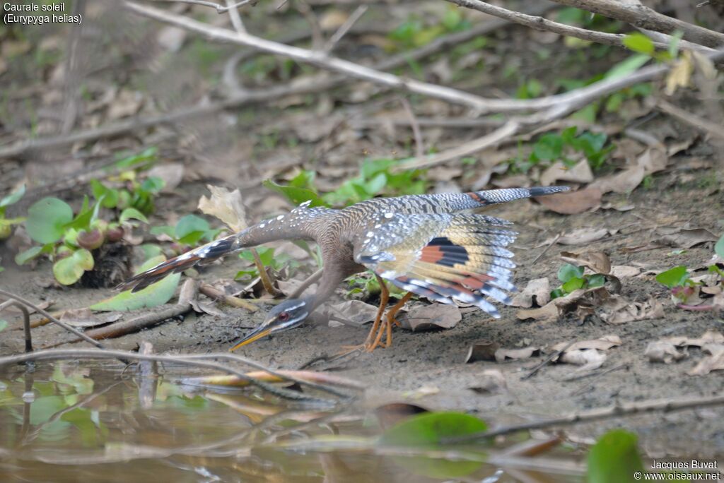 Sunbittern