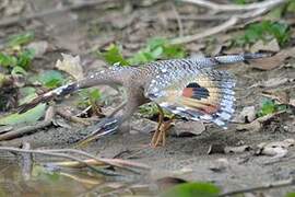 Sunbittern