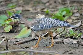 Sunbittern