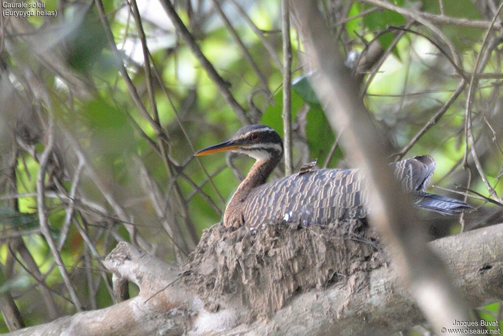 Sunbitternadult, Reproduction-nesting