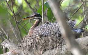 Sunbittern