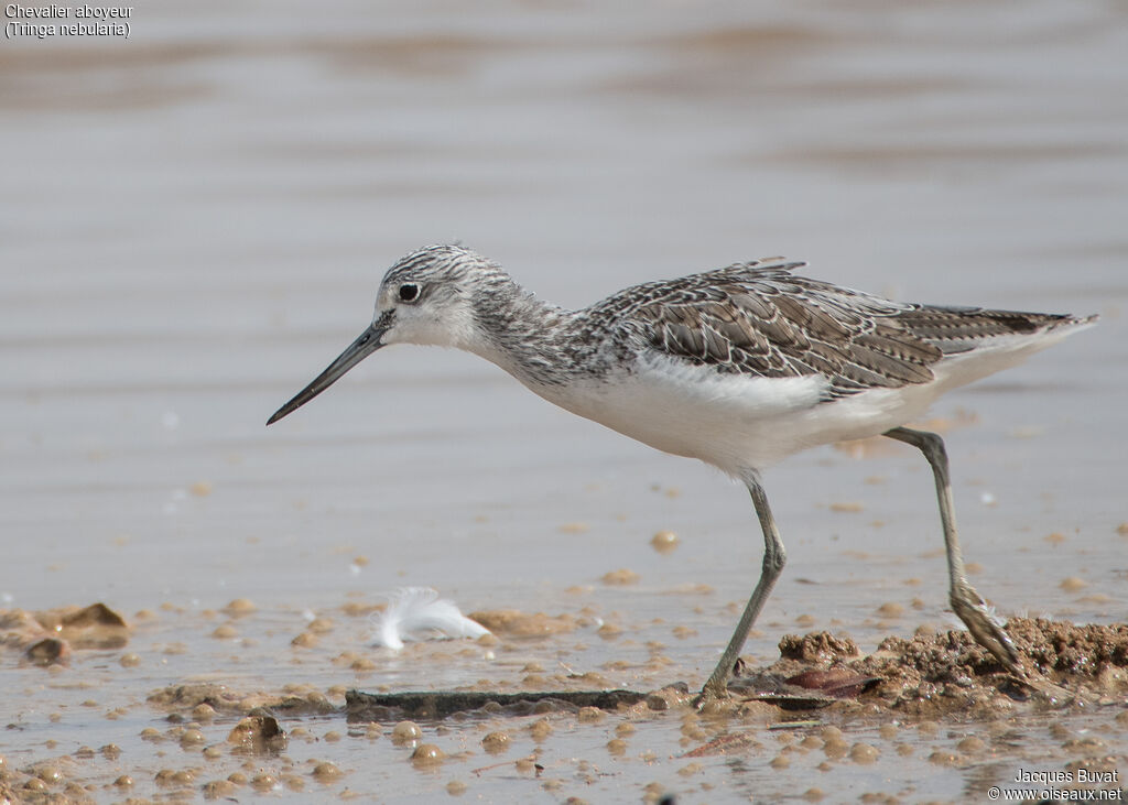 Common Greenshankadult post breeding, identification, close-up portrait, aspect, pigmentation, walking