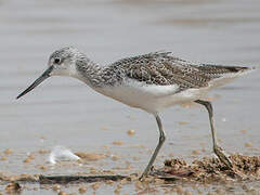 Common Greenshank