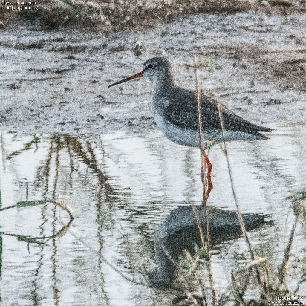 Spotted Redshankadult post breeding, habitat, aspect, walking