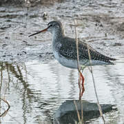 Spotted Redshank