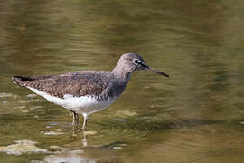 Green Sandpiper