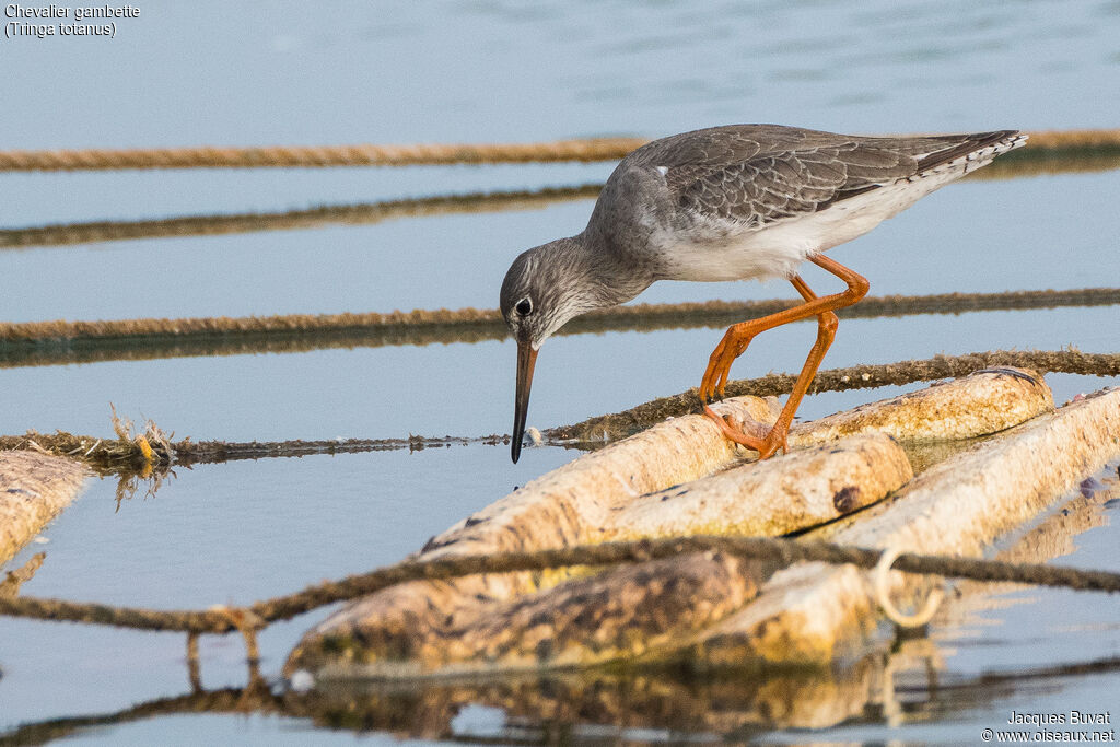 Common Redshankadult breeding, identification, habitat, aspect, pigmentation, fishing/hunting