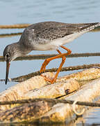 Common Redshank