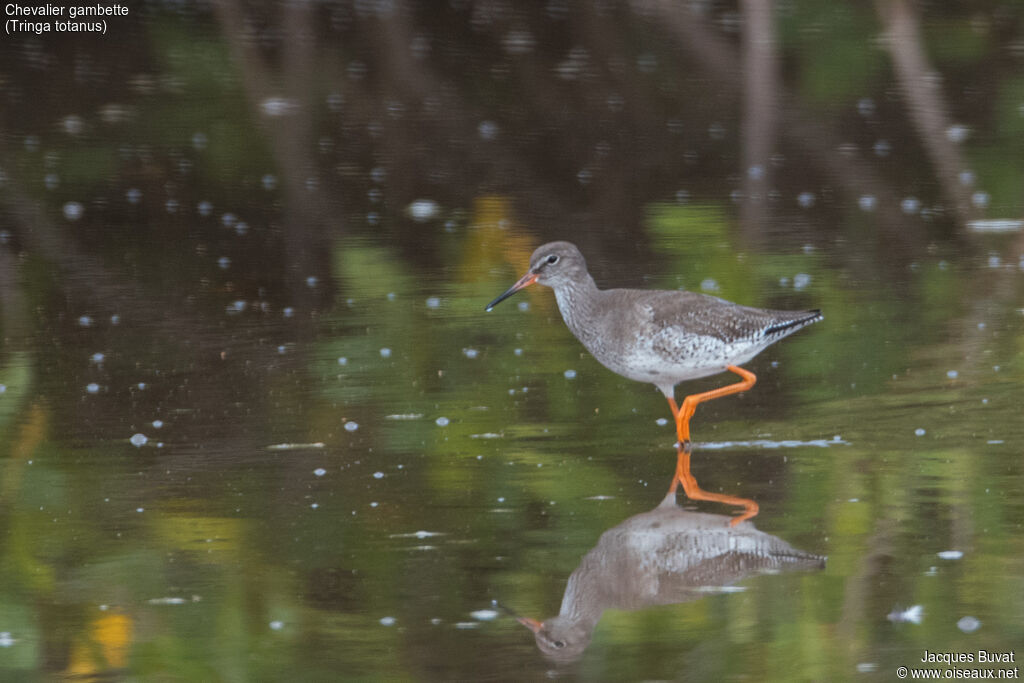 Common Redshank, identification, aspect, pigmentation, walking