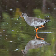 Common Redshank