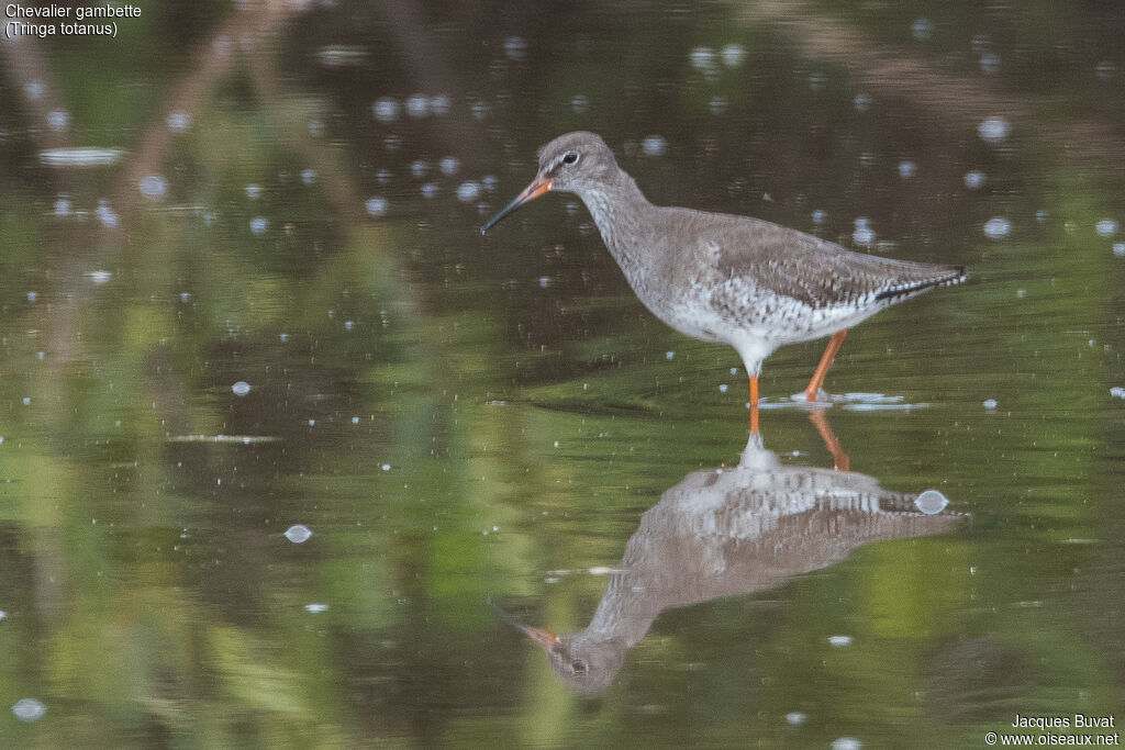 Common Redshankadult post breeding, identification, aspect, pigmentation, walking