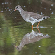 Common Redshank