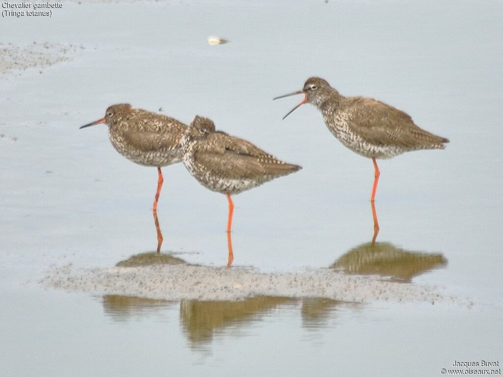 Common Redshankadult breeding, aspect, pigmentation, song