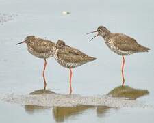 Common Redshank