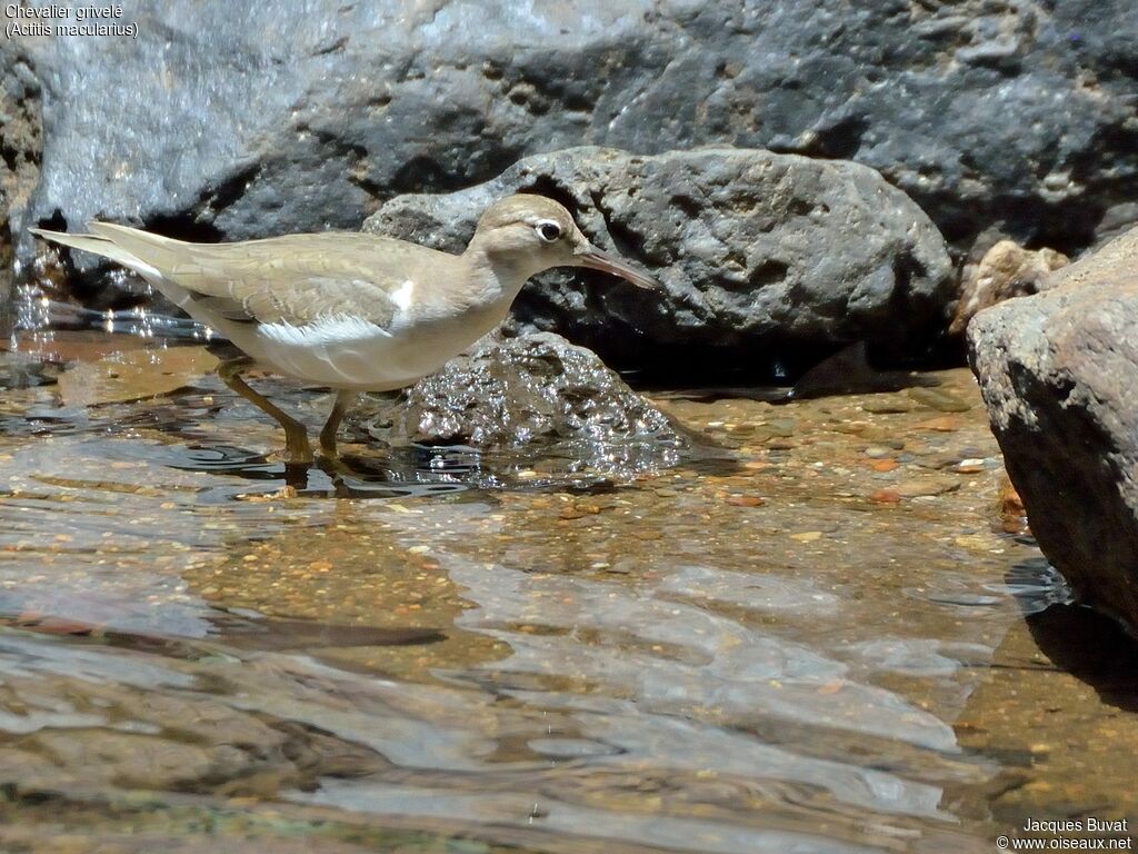 Spotted Sandpiperadult post breeding