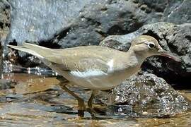 Spotted Sandpiper